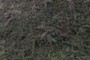 Cotoneaster horizontalis