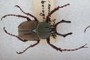 Lucanidae
