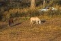 Horses