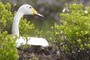 Swan