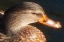 Female Mallard
