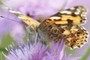 Butterfly2
