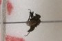 Culicdae