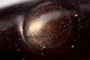 This lens looks familer...