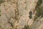 Forestal