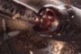 Eye and Leg Socket