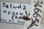 Saldula opacula (Zetterstedt, 1840)
