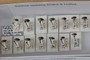 Saldula opiparia Drake and Hottes, 1955