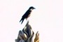 Pajaro