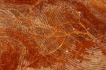 193253-210x140