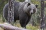 Bear In Finnish Valley