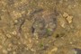 Ammonite