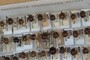 Coccinella novemnotata