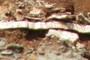 Gypsum bed