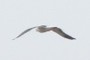 Seagull in Flight
