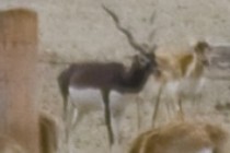 195600-210x140