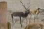 Antilope Indio