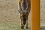 Antilope