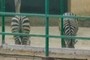 Zebras