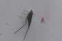 Katydid?