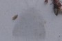Ghost Moth!!