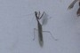 Mantis