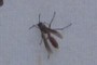 Formicidae?