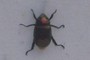 Swami beetle?