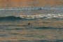 Surfer