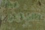 Lichen