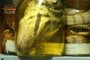 head