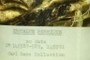 Horridus