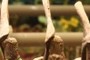 spider webs