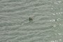 Pelican?