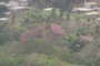 Roble trees