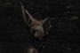 Bat balls!