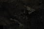 Cluster of vampire bats