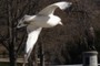 Flight