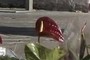 Blume