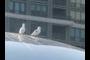 seagulls watching Strange Fruit