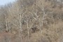 Beech Trees