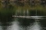 Ducks on the water.