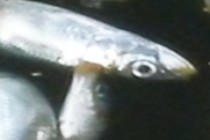 201171-210x140