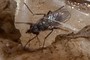 fly 