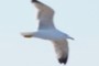 seagull