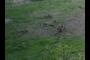 Canadian Geese