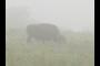 Buffalo