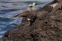 birds on the rock
