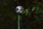 bulb..