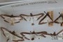 Diaphania hyalinata  (Linnaeus, 1767)